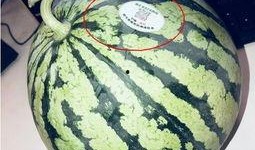 网红吃瓜头像微信图片,揭秘网络红人的趣味生活瞬间